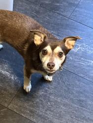 Reunited Male Dog last seen Peach orchard, Silver Spring, MD 20905