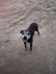 Found/Stray Male Dog last seen Wildcat Creek Blvd and Harmon Rd, Fayetteville, AR 72704
