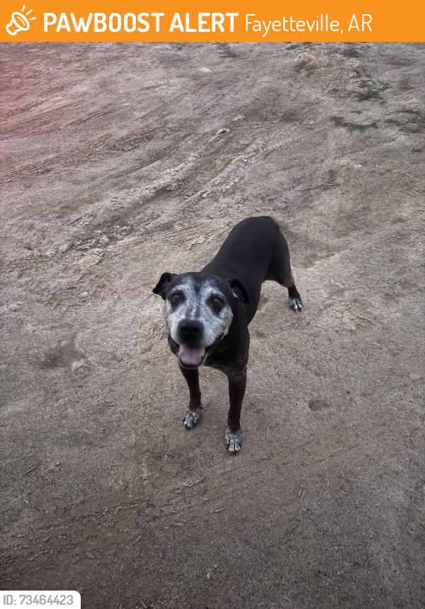 Found/Stray Male Dog last seen Wildcat Creek Blvd and Harmon Rd, Fayetteville, AR 72704