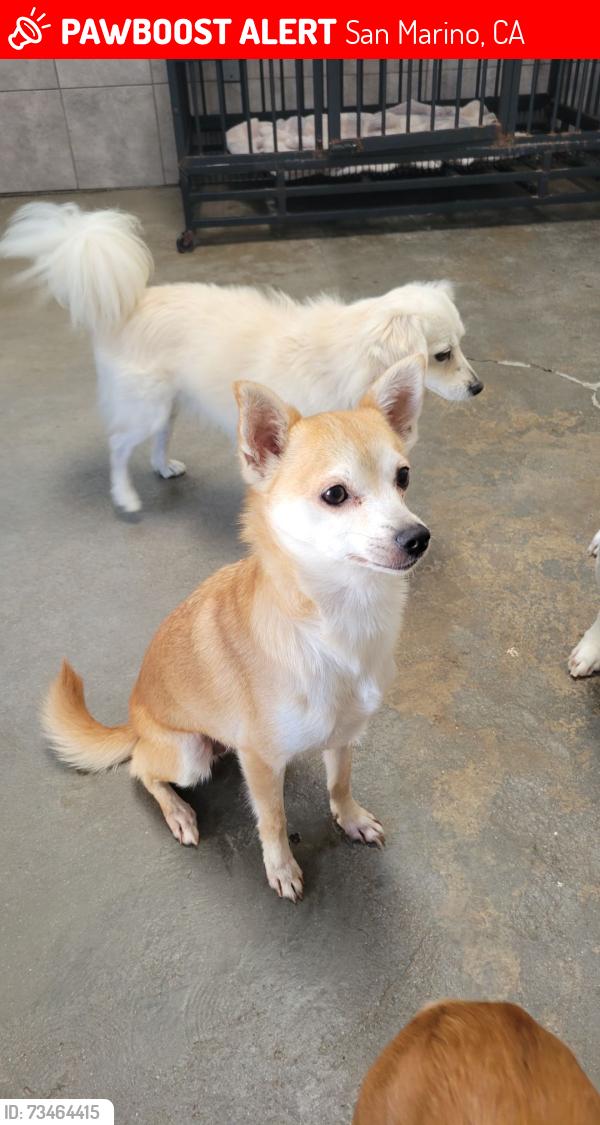 Lost Female Dog last seen Huntington drive and Shenandoah rd, San Marino, CA 91108