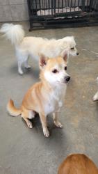 Lost Female Dog last seen Huntington drive and Shenandoah rd, San Marino, CA 91108