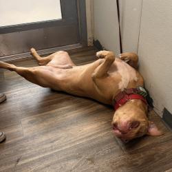 Shelter Stray Male Dog last seen Near Manzanita, San Diego, CA, 92105, 5500 Gaines St, San Diego, CA 92110, USA