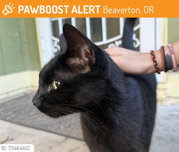 Found/Stray Unknown Cat last seen Comes to our front door, near baseline & 185th, Beaverton, OR 97003