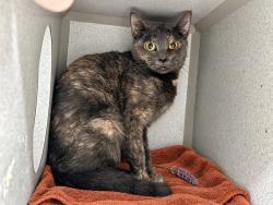 Shelter Stray Female Cat last seen Near E 135 Street, BRONX, NY, 10454, 326 E 110th St, New York, NY 10029, USA