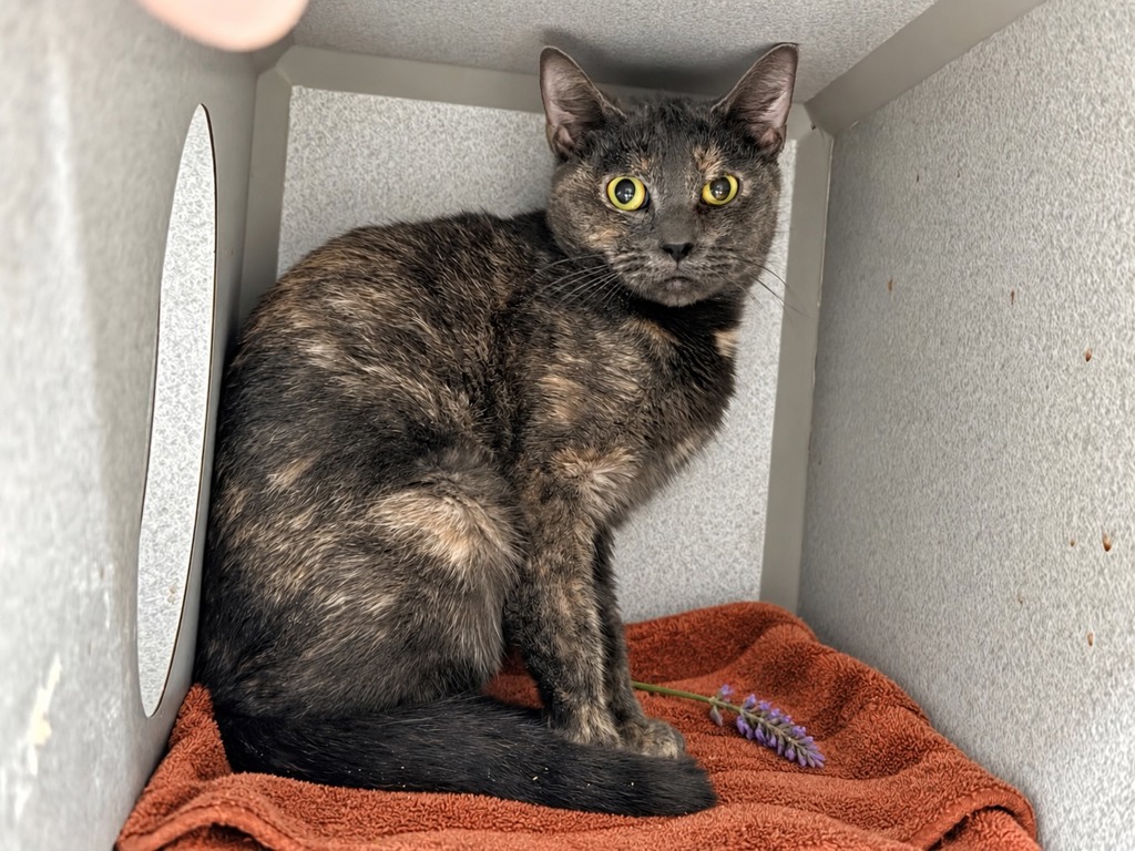 Shelter Stray Female Cat last seen Near E 135 Street, BRONX, NY, 10454, 326 E 110th St, New York, NY 10029, USA