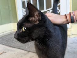 Found/Stray Unknown Cat last seen Comes to our front door, near baseline & 185th, Beaverton, OR 97003