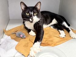 Shelter Stray Male Cat last seen Near Dewey Avenue, BRONX, NY, 10465, 326 E 110th St, New York, NY 10029, USA