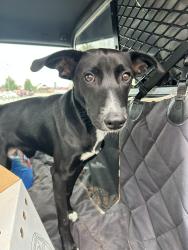 Found/Stray Male Dog last seen Near N Macarthur, Warr Acres, OK 73122