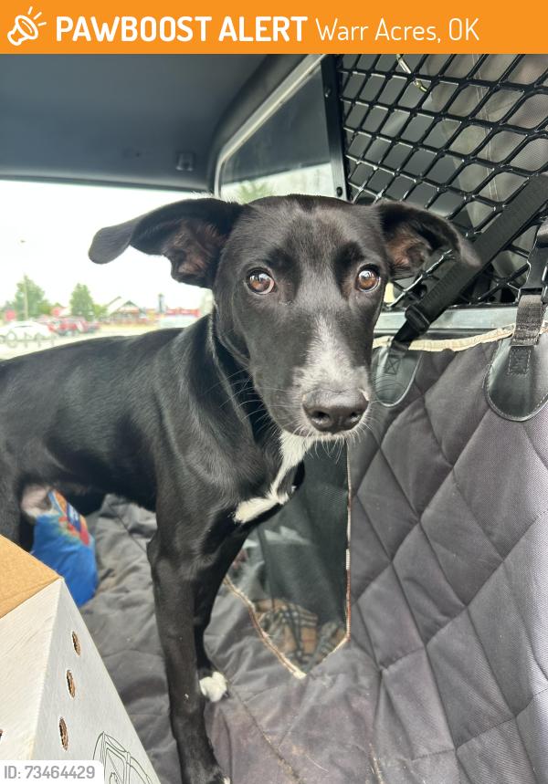 Found/Stray Male Dog last seen Near N Macarthur, Warr Acres, OK 73122