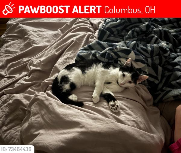Lost Male Cat last seen Dresden and Pauline, Columbus, OH 43224