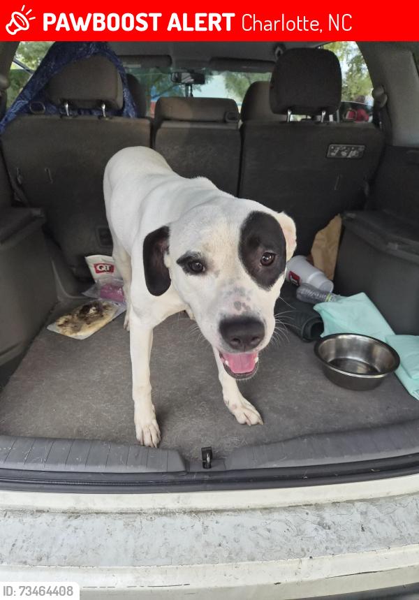 Lost Female Dog last seen Cover creek street next to frank drive. A road goes down hill and a stop sign with light woods to right of stop sign., Charlotte, NC 28215