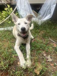 Found/Stray Male Dog last seen Corner of Sixth Street and Cherokee Avenue, Gaffney, SC 29340