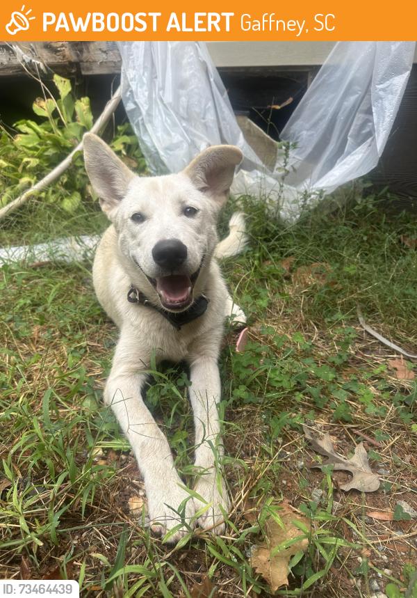 Found/Stray Male Dog last seen Corner of Sixth Street and Cherokee Avenue, Gaffney, SC 29340