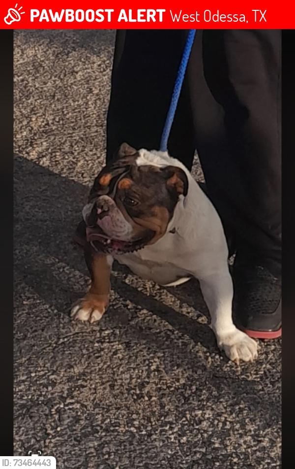 Lost Male Dog last seen Moss, West Odessa, TX 79763
