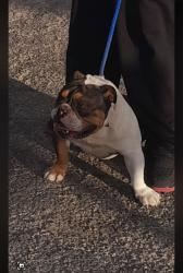 Lost Male Dog last seen Moss, West Odessa, TX 79763