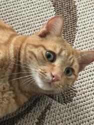 Found/Stray Unknown Cat last seen Manor golf, Alpharetta, GA 30004