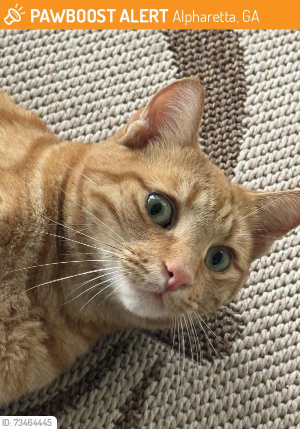 Found/Stray Unknown Cat last seen Manor golf, Alpharetta, GA 30004