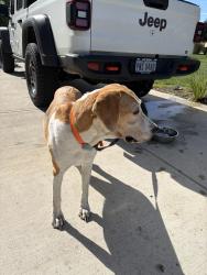 Found/Stray Female Dog last seen Near Hampton Glen lane, Loveland, OH 45140