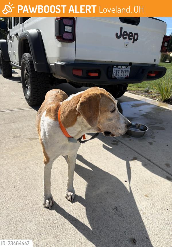 Found/Stray Female Dog last seen Near Hampton Glen lane, Loveland, OH 45140