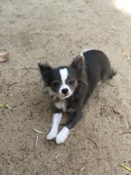 Lost Female Dog last seen Monte Verde Dr. and Monte Vista Rd., Arcadia, CA 91007