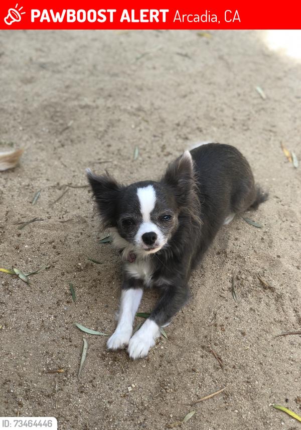 Lost Female Dog last seen Monte Verde Dr. and Monte Vista Rd., Arcadia, CA 91007