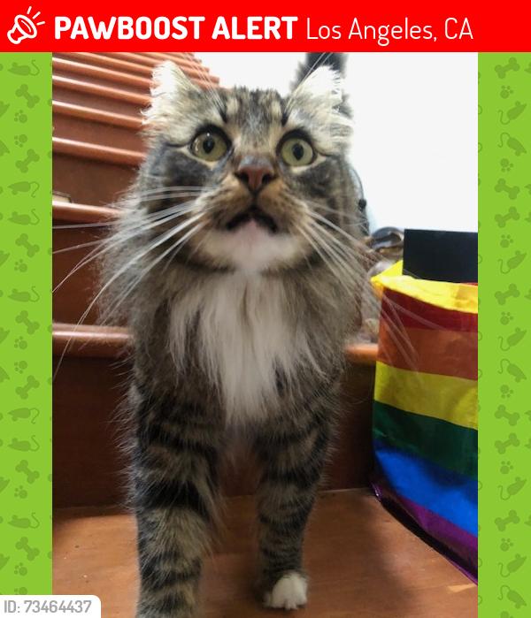 Lost Female Cat last seen Farmdale, Los Angeles, CA 90016