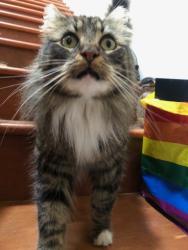 Lost Female Cat last seen Farmdale, Los Angeles, CA 90016