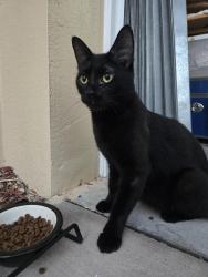 Lost Unknown Cat last seen Carillon and Back Bay by walking path around large lake, St. Petersburg, FL 33762