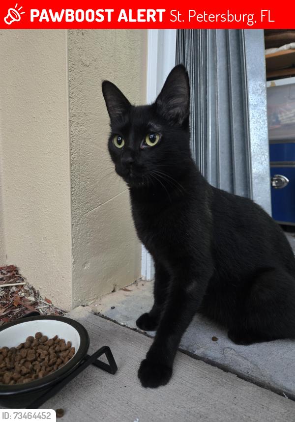 Lost Unknown Cat last seen Carillon and Back Bay by walking path around large lake, St. Petersburg, FL 33762