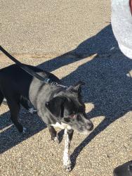 Found/Stray Female Dog last seen Quarry Ridge apmts; now at Rochester MN animal shelter, Rochester, MN 55901
