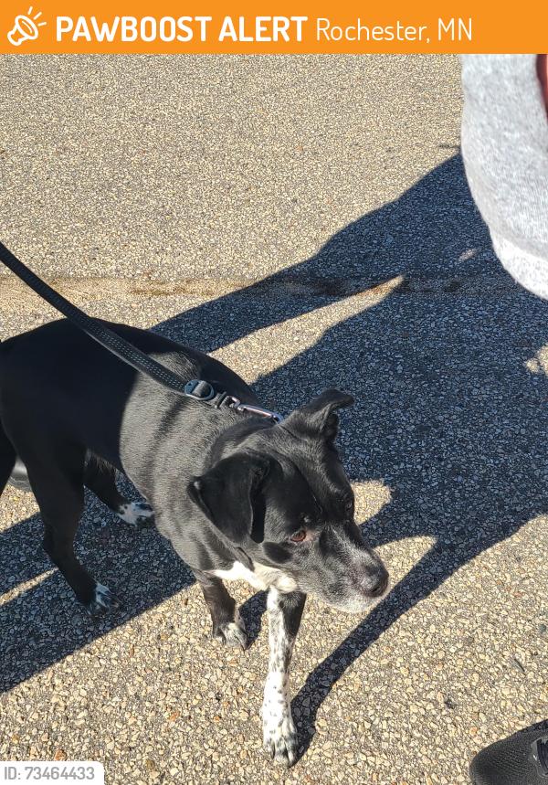 Found/Stray Female Dog last seen Quarry Ridge apmts; now at Rochester MN animal shelter, Rochester, MN 55901