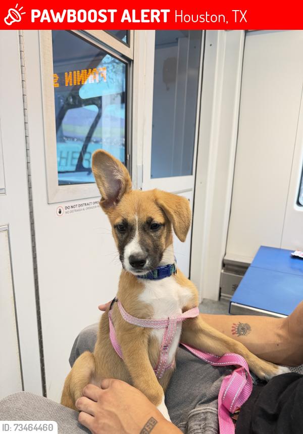 Lost Female Dog last seen Mcgowen and Austin St, Houston, TX 77004