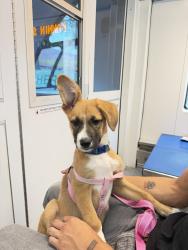 Lost Female Dog last seen Mcgowen and Austin St, Houston, TX 77004