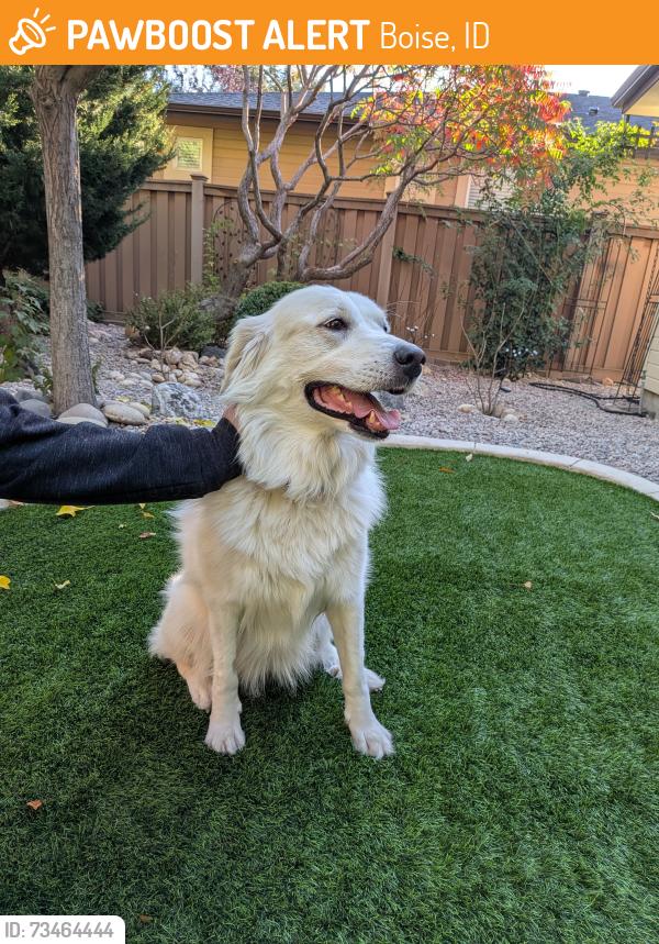 Found/Stray Female Dog last seen W Valley, Boise, ID 83709