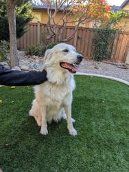 Found/Stray Female Dog last seen W Valley, Boise, ID 83709