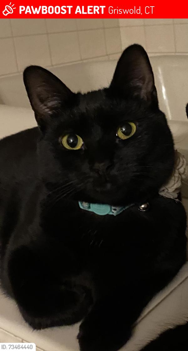 Lost Female Cat last seen Griswold Drive, Griswold, CT 06351