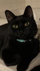 Lost Female Cat last seen Griswold Drive, Griswold, CT 06351