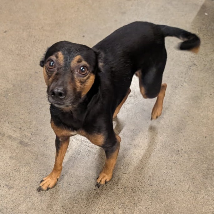Shelter Stray Male Dog last seen , 2608 Center St, Tacoma, WA 98409, USA