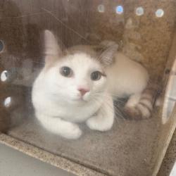 Shelter Stray Male Cat last seen , Animal Care & Control Team of Philly, 111 W Hunting Park Ave, Philadelphia, PA 19140, USA