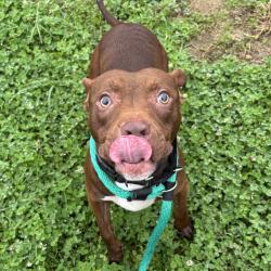 Shelter Stray Male Dog last seen , Animal Care & Control Team of Philly, 111 W Hunting Park Ave, Philadelphia, PA 19140, USA