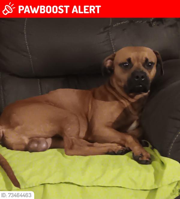 Lost Male Dog last seen Sexton gin rd, Anderson County, SC 29655