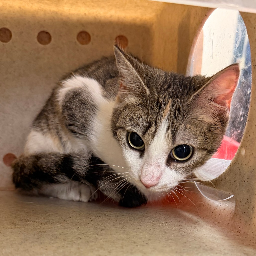 Shelter Stray Female Cat last seen , Animal Care & Control Team of Philly, 111 W Hunting Park Ave, Philadelphia, PA 19140, USA