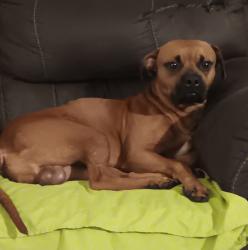 Lost Male Dog last seen Sexton gin rd, Anderson County, SC 29655