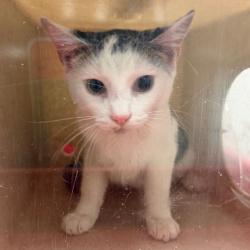 Shelter Stray Male Cat last seen , Animal Care & Control Team of Philly, 111 W Hunting Park Ave, Philadelphia, PA 19140, USA