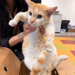 Shelter Stray Male Cat last seen , Animal Care & Control Team of Philly, 111 W Hunting Park Ave, Philadelphia, PA 19140, USA