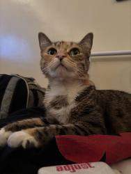 Lost Female Cat last seen Pivo blvd, Los Angeles, CA 90035