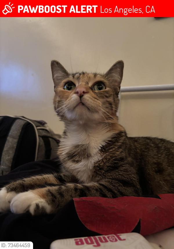Lost Female Cat last seen Pivo blvd, Los Angeles, CA 90035
