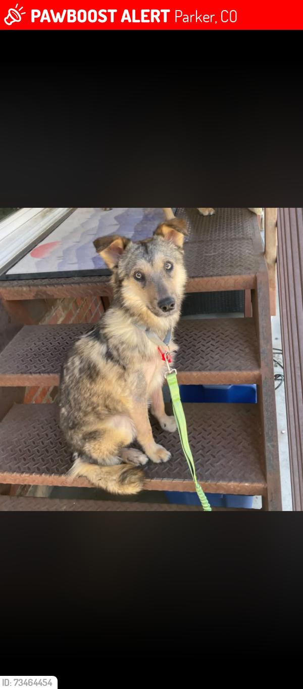 Lost Male Dog last seen Lincoln/parker rd, Parker, CO 80134