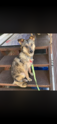 Lost Male Dog last seen Lincoln/parker rd, Parker, CO 80134