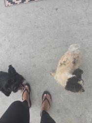 Reunited Male Dog last seen Brcker, Harris County, TX 77447